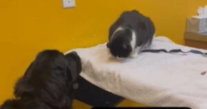 La presenza della cagnolina è fondamentale per accompagnare il gatto dal veterinario (VIDEO)