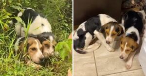 Cuccioli di cane trovati in mezzo al bosco oggi fanno parte di una famiglia (VIDEO)