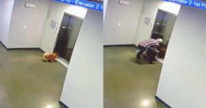 L’uomo salva il cagnolino in pericolo con il guinzaglio impigliato alle porte dell’ascensore (VIDEO)