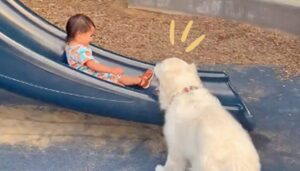 Adoriamo guardare questo Golden Retriever essere la migliore tata per la sua sorellina umana (VIDEO)