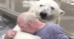Abbraccio tra uomo e orso polare