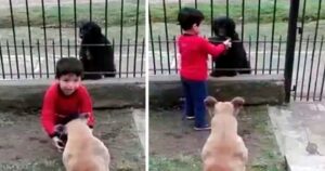 Bambino condivide la ciotola del cibo del suo animale domestico con un cagnolino randagio (VIDEO)