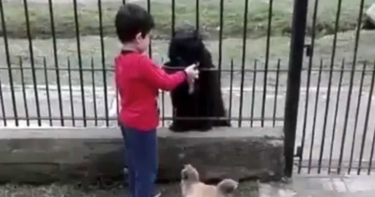 Bambino dà da mangiare al suo Fido e a un cane randagio