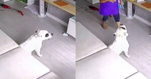 Telecamere di sicurezza riprendono l’atteggiamento di una lavoratrice a giornata con il cane di casa (VIDEO)