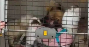 Denunciato per maltrattamenti su 6 cagnolini: li teneva rinchiusi in gabbie per topi (VIDEO)