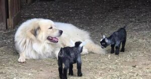 Un gruppo di cani, capre e galline diventa virale sul Web grazie a un video: ecco il motivo (VIDEO)