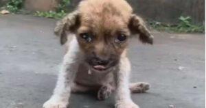 Piccola cucciola smarrita, con la scabbia e affamata, piange per strada implorando aiuto (VIDEO)