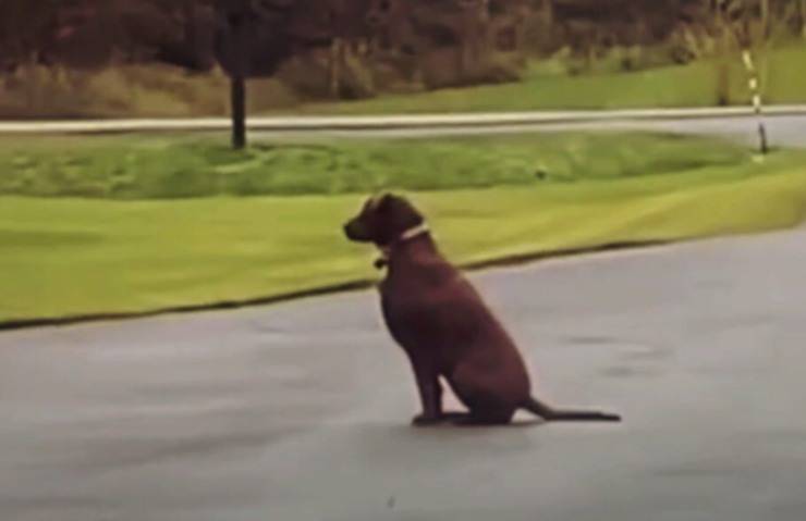 cagnolina attende padrone