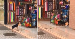 Cagnolino ruba peluche da un negozio, si pente e torna a restituirlo (VIDEO)