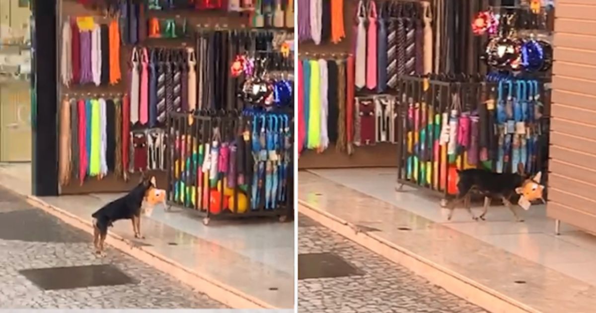Cane riporta peluche al negozio