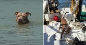 Cagnolino cade dalla barca, viene ritrovato dopo giorni a 9 chilometri di distanza (VIDEO)
