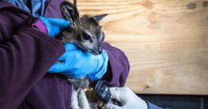 Rara nascita di un dolce cucciolo: il vitello antilope Klipspringer (VIDEO)