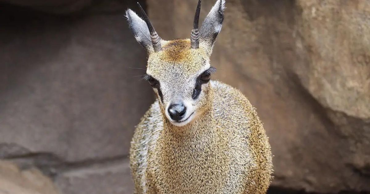 Klipspringer