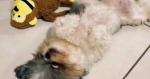 La dolcissima reazione di questa cagnolina al regalo desiderato da tutta la vita (VIDEO)