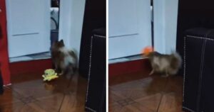 Cucciolo arrabbiato perché lo hanno buttato fuori dalla stanza sfoga la sua rabbia con un polpo di pezza (VIDEO)