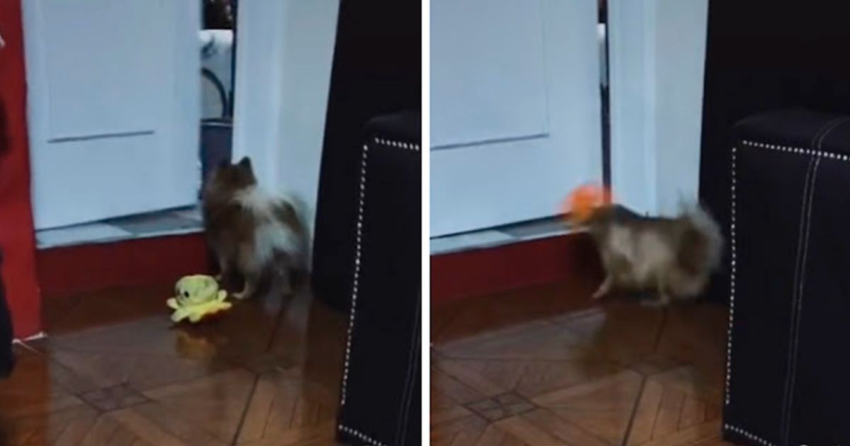 Cucciolo arrabbiato se la prende con un peluche