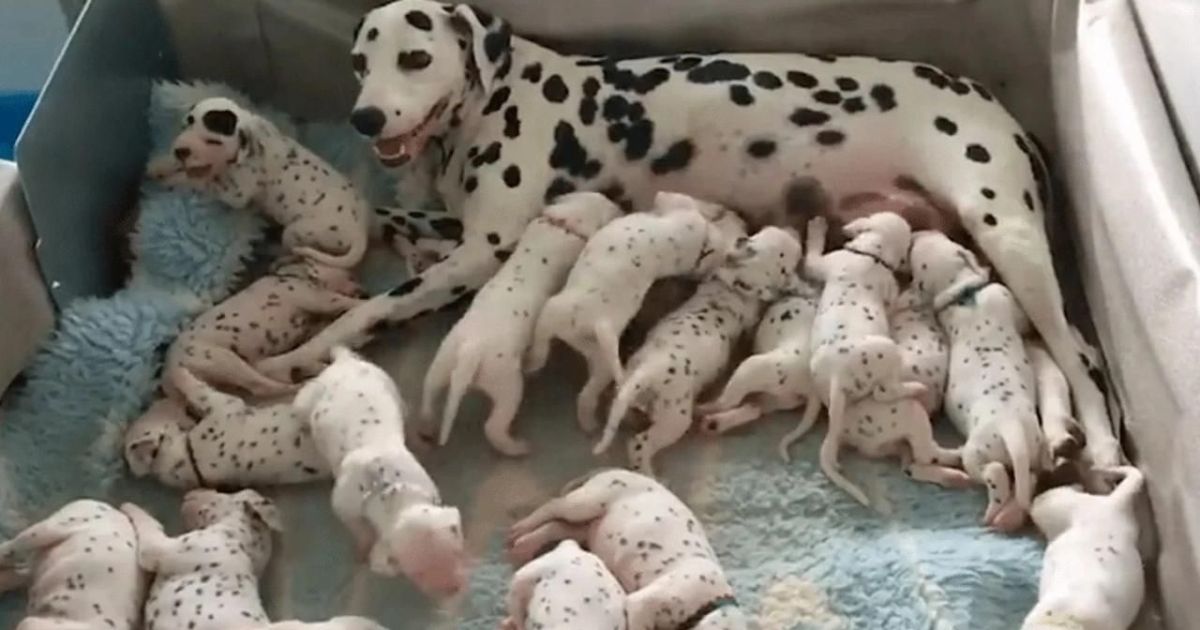 Dalmata con i suoi cuccioli