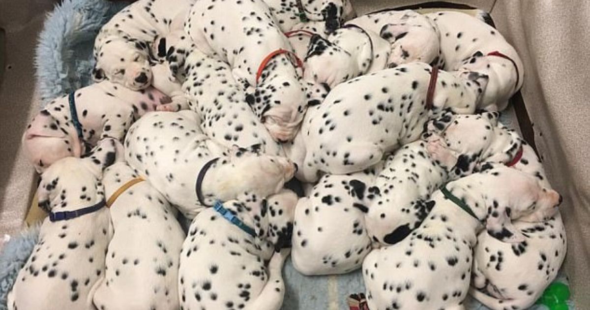 Cuccioli di Dalmata