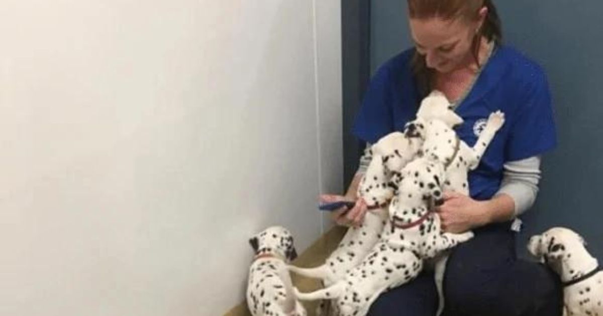 Veterinaria con cuccioli di Dalmata