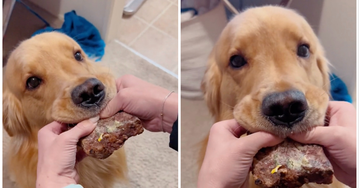 Golden Retriever intento a mangiare una bistecca