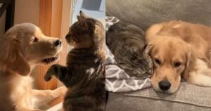 Golden Retriever e un gatto stringono amicizia