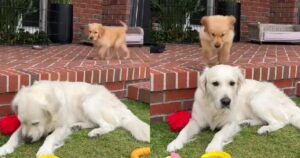 Golden Retriever fa l’agguato alla sua sorella più grande e il filmato diverte le reti (VIDEO)