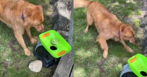 Golden Retriever impegnato con il lanciatore di palline da tennis: è un vero laser (VIDEO)