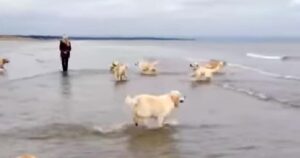 Questo Golden Retriever è più felice degli altri e diventa virale nel web (VIDEO)
