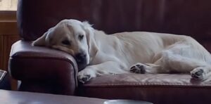 Guarda il Golden Retriever assicurarsi che la sua mamma umana gli tenga la zampa prima di schiacciare un pisolino (VIDEO)