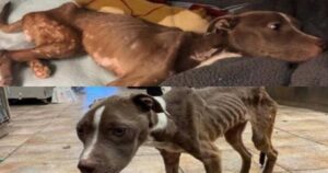 Cagnolina abbandonata 5 mesi dopo essere stata adottata e la ritrovano denutrita con 30 chili in meno