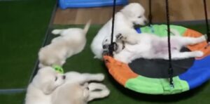 Cuccioli di Golden Retriever imparano a usare l’altalena: sono così carini che piangeremo (VIDEO)