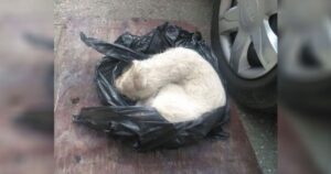 Cagnolino è stato trovato quasi morto in un sacchetto di plastica, la triste storia