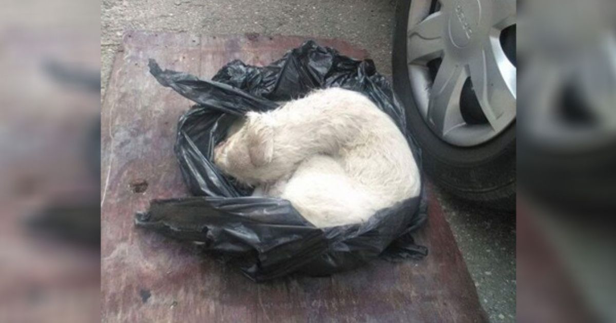 Cagnolino in un sacchetto di plastica