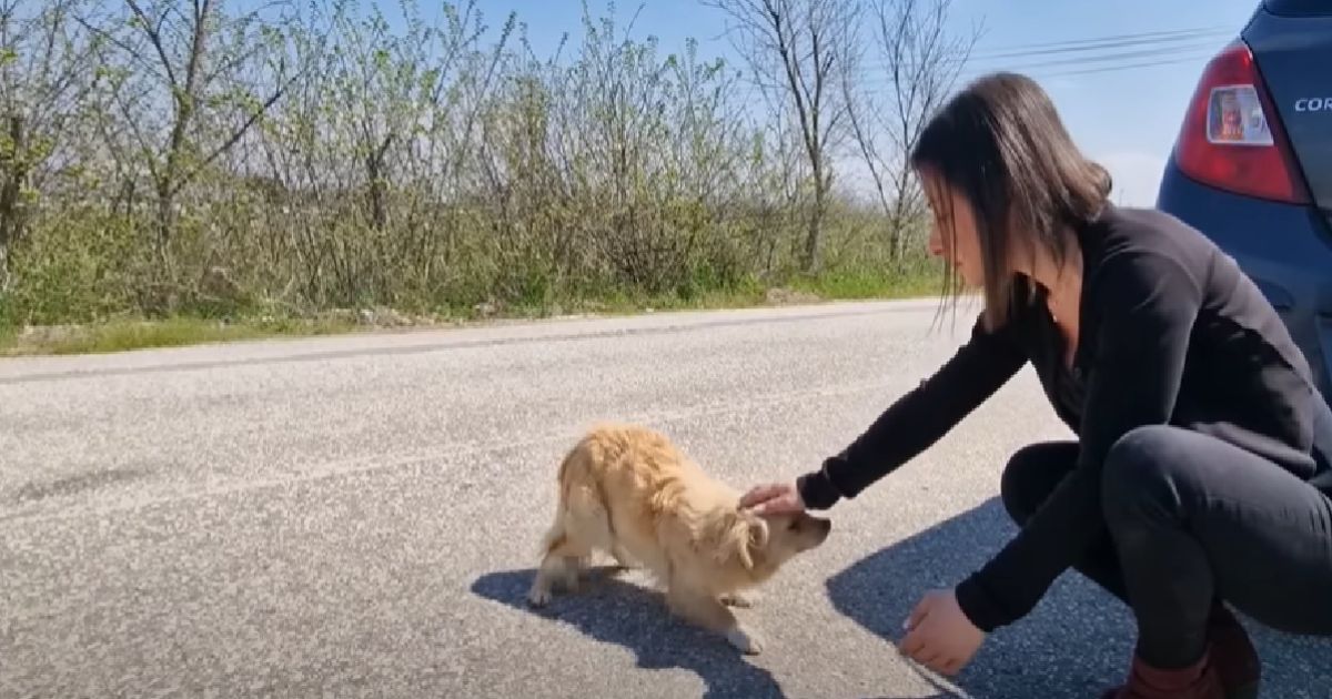 Cagnolina trovata per strada