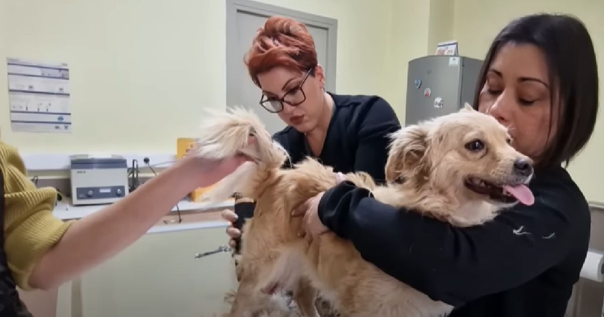 Cagnolina sottoposta alla visita della veterinaria