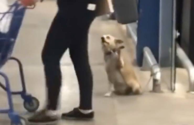 cagnolino saluta passanti