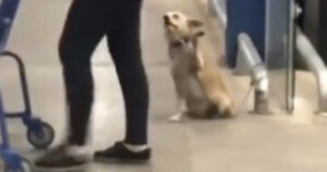 Abbandonato davanti a un supermercato, il cagnolino “saluta” tutti i passanti ma chiede solo attenzioni (VIDEO)