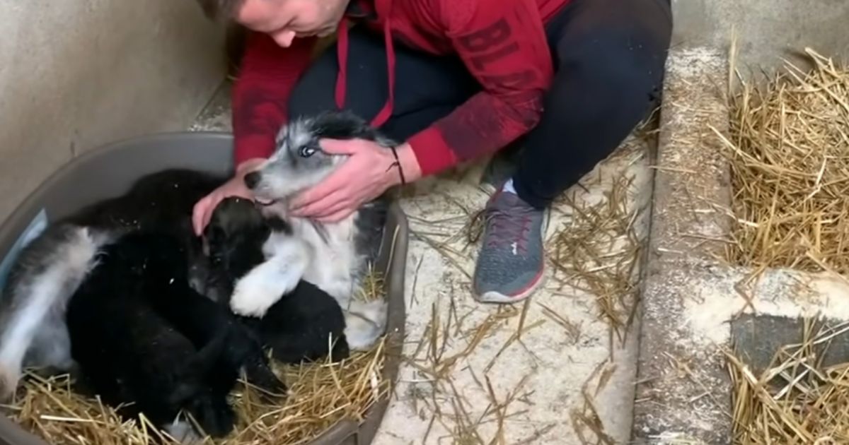 Mamma cagnolina soccorsa