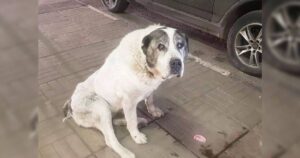 Cagnolino cacciato di casa non smette di cercare il suo padrone defunto e si rifiuta di cominciare una nuova vita