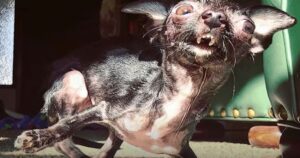 Non volevano questa cagnolina perché disabile: una ragazza l’ha salvata dalla solitudine (VIDEO)