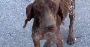 Cucciolo di cane viene ridotto pelle e ossa a causa degli umani (VIDEO)