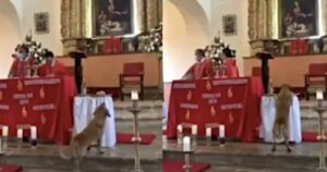 Cagnolino randagio compie un furto durante una messa: ecco le reazioni dei presenti (VIDEO)