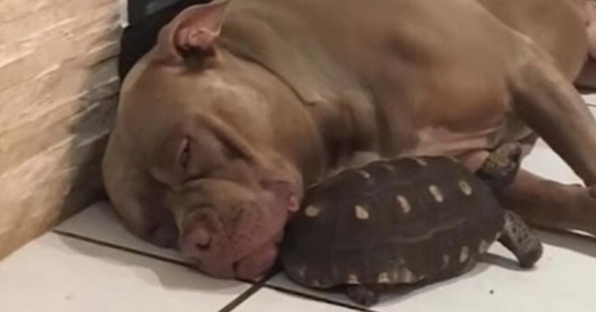 Pitbull e tartaruga dormono insieme