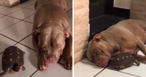 Pitbull e tartaruga amano dormire insieme e sono i migliori amici (VIDEO)