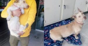 Portano il cucciolo dal veterinario per fargli il bagno e non vanno più a prenderlo: chiedono di sopprimerlo