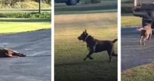 Cagnolina ogni giorno attende il padrone che torna da lavoro stando in strada (VIDEO)