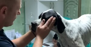 Cagnolino solitario e senza speranza viene recuperato. Il suo unico desiderio era essere salvato (VIDEO)
