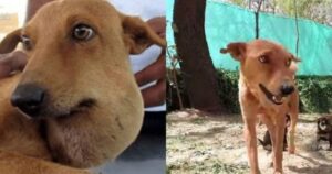 Cagnolina con un grosso ascesso cerca di prendersi cura dei cuccioli, le immagini dell’operazione