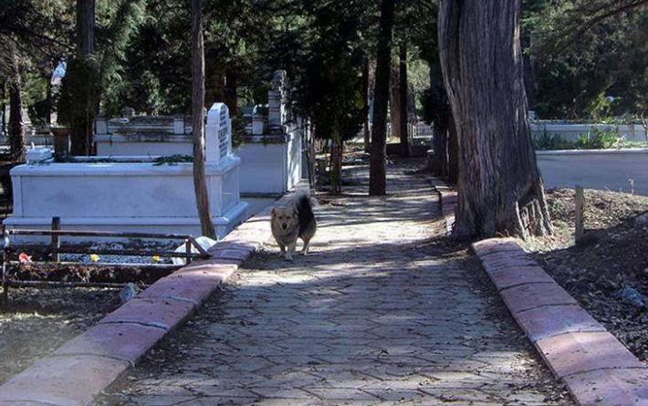 cane cesur cimitero