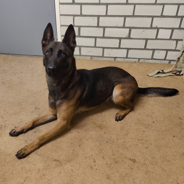 cane malinois belga senna